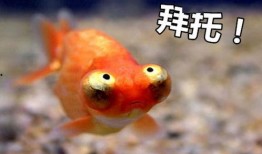 金鱼爆料视频大全最新下载,最新下载集锦一览